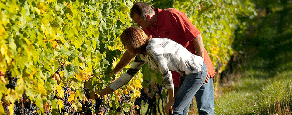 Picking Grapes in Virginia | I-95 Exit Guide